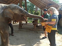 Ride to visit the best Elephant Sanctuary in Chiang Mai